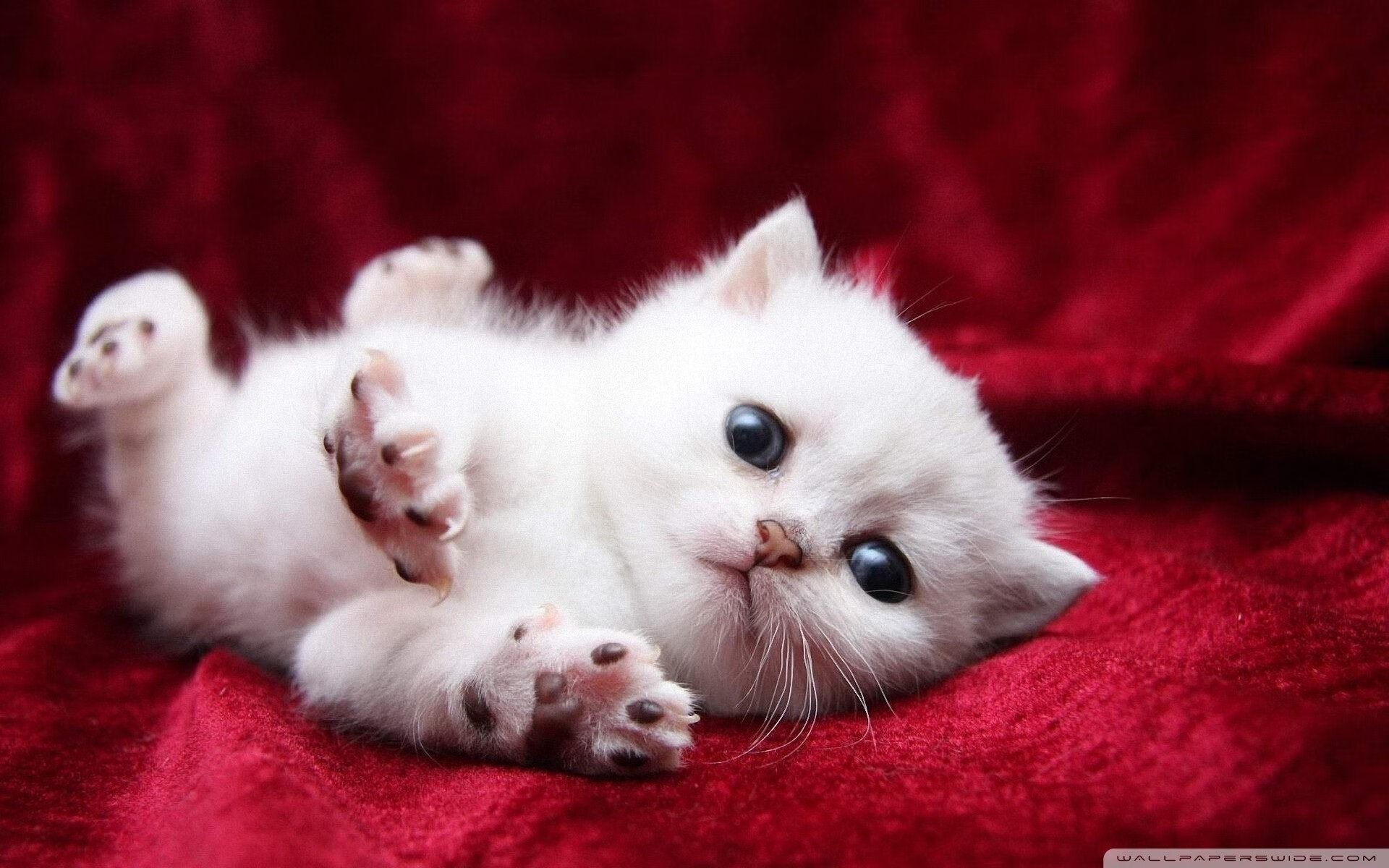 当他成为系统，NBA总决赛之夜与阿坎吉的稳定神话