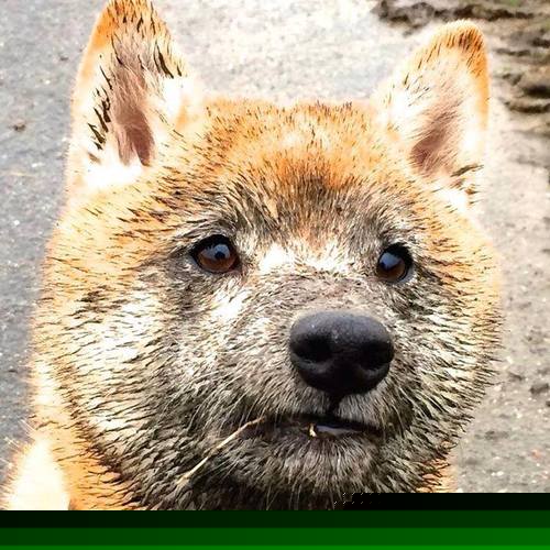 雷火电竞入驻-爆冷传奇，巴雷拉独舞，马里足球在瑞士军刀上刻下自己的名字